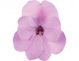Pianta di Impatiens Sunpatiens compatto Hot Lilac (vaso 14 cm)