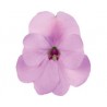 Pianta di Impatiens Sunpatiens compatto Hot Lilac (vaso 14 cm)