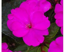 Impatiens Sunpatiens Compatto Purple (vaso 14 cm)