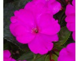 Impatiens Sunpatiens Compatto Purple (vaso 14 cm)