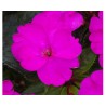 Impatiens Sunpatiens Compatto Purple (vaso 14 cm)