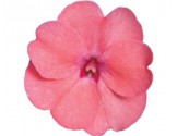 Impatiens Sunpatiens Compatto Coral Pink (vaso 14 cm)