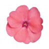 Impatiens Sunpatiens Compatto Coral Pink (vaso 14 cm)