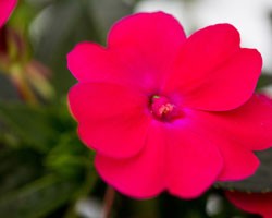 Impatiens Sunpatiens Compatto Pink Glow (vaso 14 cm)
