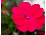 Impatiens Sunpatiens Compatto Pink Glow (vaso 14 cm)