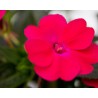 Impatiens Sunpatiens Compatto Pink Glow (vaso 14 cm)