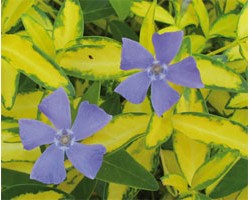 Piante di Vinca minor "Imagine"