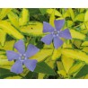 Piante di Vinca minor "Imagine"