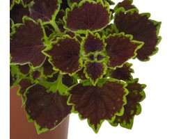 Pianta di Coleus Great Falls Niagara (vaso 14 cm)
