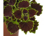 Pianta di Coleus Great Falls Niagara (vaso 14 cm)