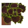 Pianta di Coleus Great Falls Niagara (vaso 14 cm)