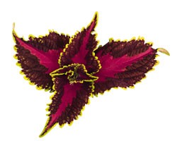 Pianta di Coleus Main Street Hollywood Boulevard ( vaso cm. 14)