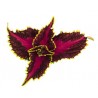 Pianta di Coleus Main Street Hollywood Boulevard ( vaso cm. 14)