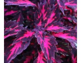 Pianta di Coleus Stained Glassworks Royalty ( vaso cm. 14)