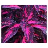 Pianta di Coleus Stained Glassworks Royalty ( vaso cm. 14)