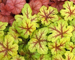 Pianta di Heucherella (Vaso 11 cm)
