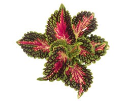 Pianta di Coleus Stained Glassworks Spacecake ( vaso cm. 14)