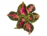 Pianta di Coleus Stained Glassworks Spacecake ( vaso cm. 14)