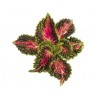 Pianta di Coleus Stained Glassworks Spacecake ( vaso cm. 14)