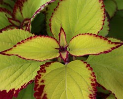 Pianta di Coleus Stained Glassworks Velvet ( vaso cm. 14)