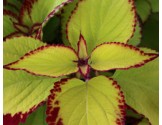 Pianta di Coleus Stained Glassworks Velvet ( vaso cm. 14)