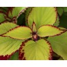 Pianta di Coleus Stained Glassworks Velvet ( vaso cm. 14)