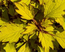 Pianta di Coleus Pineapple Brandy ( vaso cm. 14)