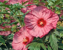 Hibiscus moscheutos Summerific Berry Awesome (vaso 18 cm)