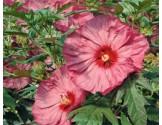 Hibiscus moscheutos Summerific Berry Awesome (vaso 18 cm)