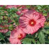 Hibiscus moscheutos Summerific Berry Awesome (vaso 18 cm)