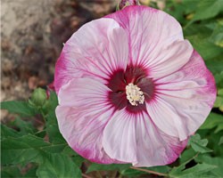 Hibiscus moscheutos Summerific  Cherry Cheesecake (vaso 18 cm)