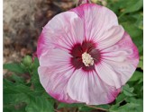 Hibiscus moscheutos Summerific  Cherry Cheesecake (vaso 18 cm)