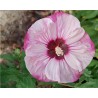 Hibiscus moscheutos Summerific  Cherry Cheesecake (vaso 18 cm)