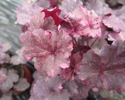 Pianta di Heuchera Midnight rose (Vaso 11 cm)