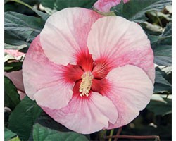 Hibiscus moscheutos Summerific Perfect Storm (vaso 18 cm)
