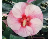 Hibiscus moscheutos Summerific Perfect Storm (vaso 18 cm)