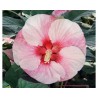 Hibiscus moscheutos Summerific Perfect Storm (vaso 18 cm)