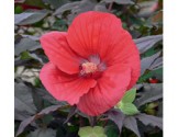 Hibiscus moscheutos Summerific Midnigth Marvel (vaso 18 cm)