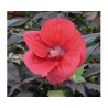 Hibiscus moscheutos Summerific Midnigth Marvel (vaso 18 cm)