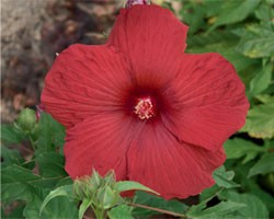 Hibiscus moscheutos Summerific My Valentine (vaso 18 cm)