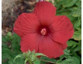 Hibiscus moscheutos Summerific My Valentine (vaso 18 cm)