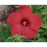 Hibiscus moscheutos Summerific My Valentine (vaso 18 cm)