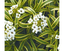 Lobularia o Alisso Primavera Princesse(Vaso 14 cm)