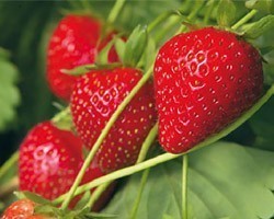 Pianta di Fragola Rifiorente Annebelle (Vaso 10 cm)