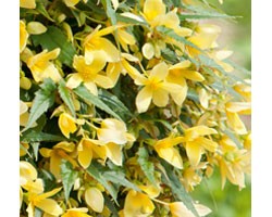 Begonia Bellavista Yellow (vaso 14 cm)