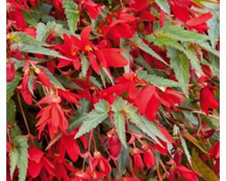 Begonia Bellavista Red (vaso 14 cm)
