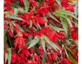 Begonia Bellavista Red (vaso 14 cm)