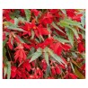 Begonia Bellavista Red (vaso 14 cm)