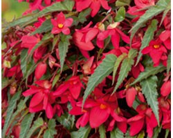 Begonia Bellavista Rose (vaso 14 cm)