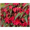 Begonia Bellavista Rose (vaso 14 cm)